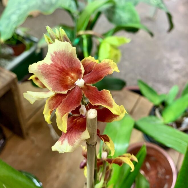 4-19 Orchid Sale-3