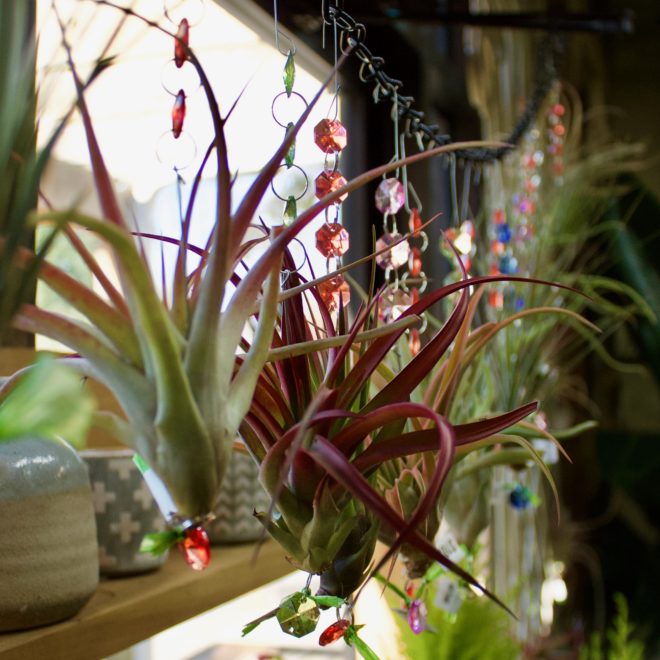 air plants and decor