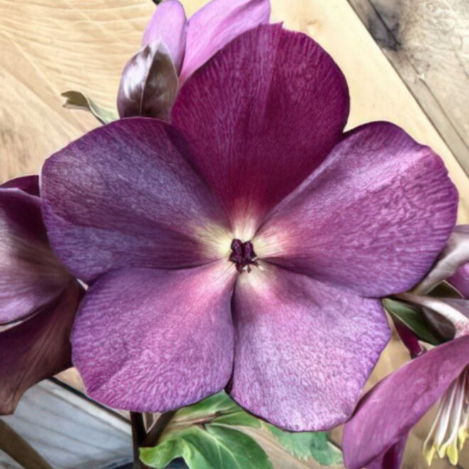 3-11 Hellebores-2
