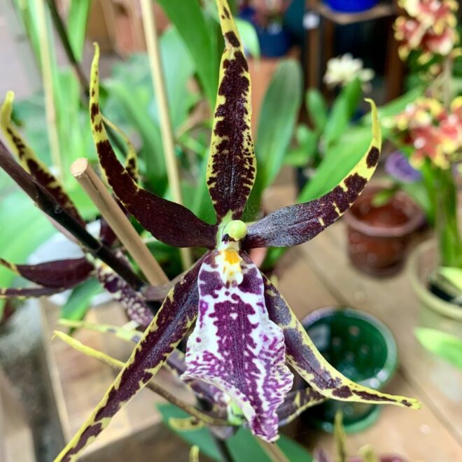4-14 Orchid Sale-3